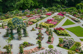 Rose Garden at NY Botanical Gardens